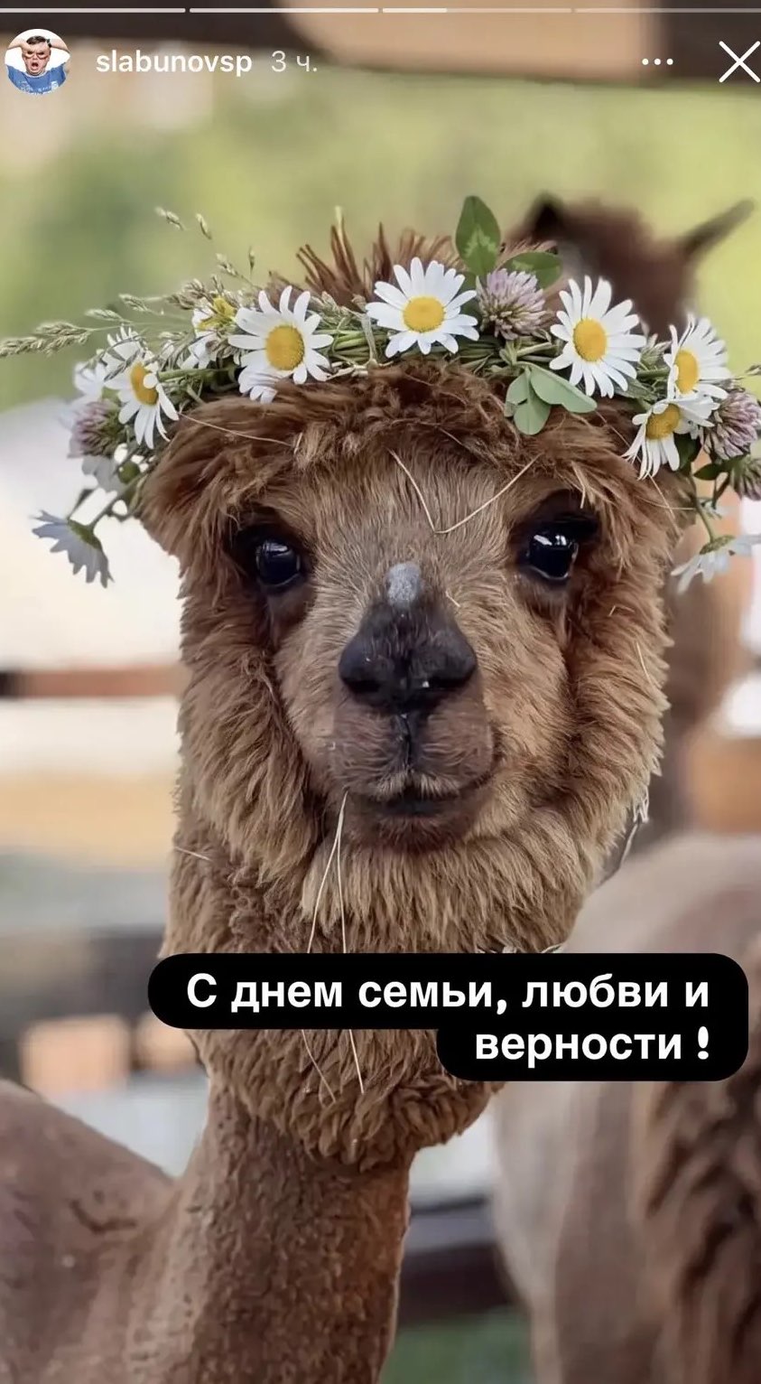 «Сливки соцсетей»: дачные истории, дом-перевертыш и ИИ-тренды