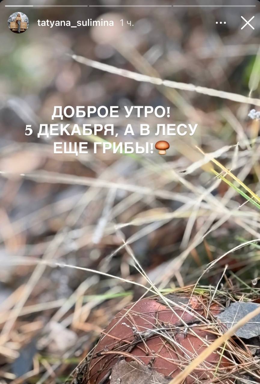 «Сливки соцсетей»: путешествие альпак, игра в мафию и новогодняя елка
