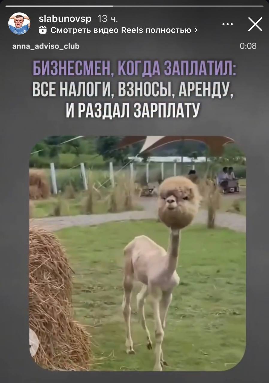«Сливки соцсетей»: голая лама, устрицы у берега моря и выставка картин
