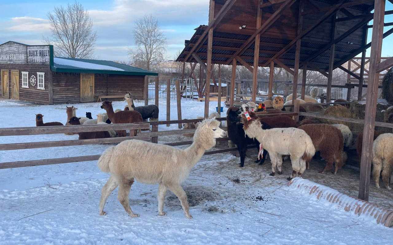 В «Белом колодце» пробудили весну: Масленица как событийный продукт для туризма