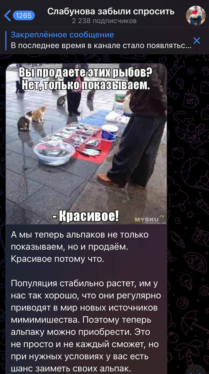 «Сливки соцсетей»: ужин с подписчиками, продажа альпак и помощь ИИ в бизнесе