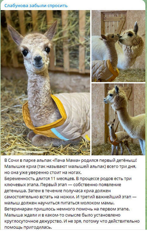 Элиты Черноземья в соцсетях: атласная свадьба, новорожденная альпака и трип по музеям