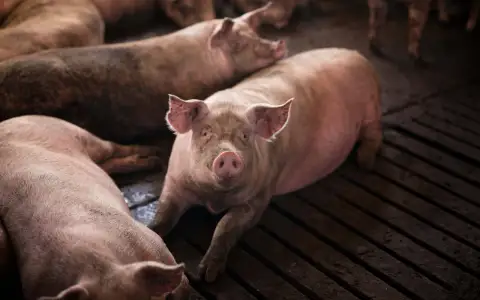 Из Воронежской области экспортировано свыше 58 тысяч тонн продукции животноводства под контролем Россельхознадзора Из Воронежской области экспортировано свыше 58 тысяч тонн продукции животноводства под контролем Россельхознадзора