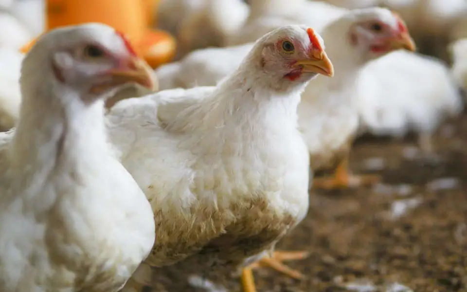 Продукция марки «Петелинка» подтвердила соответствие требованиям Продукция марки «Петелинка» подтвердила соответствие требованиям