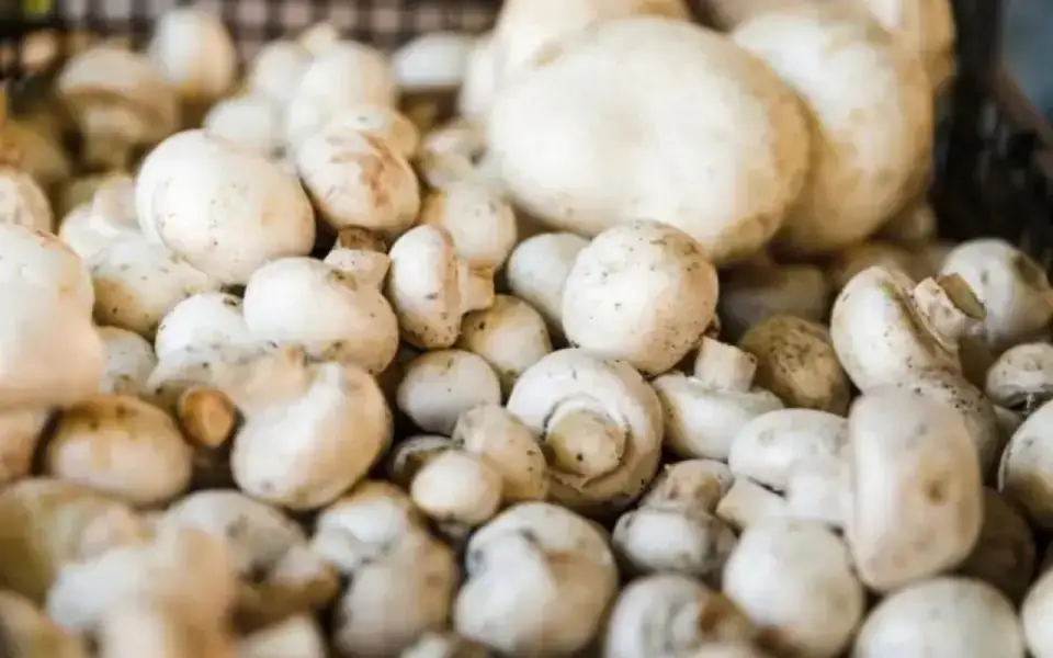 Смоленская торговая компания подала иски к «Воронежским шампиньонам» и курской «Грибной радуге»