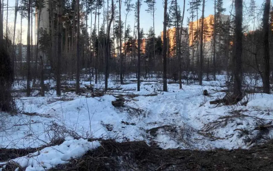 Министр экологии Ветер объяснила тревожное состояние Северного леса в Воронеже его «перерождением» Министр экологии Ветер объяснила тревожное состояние Северного леса в Воронеже его «перерождением»